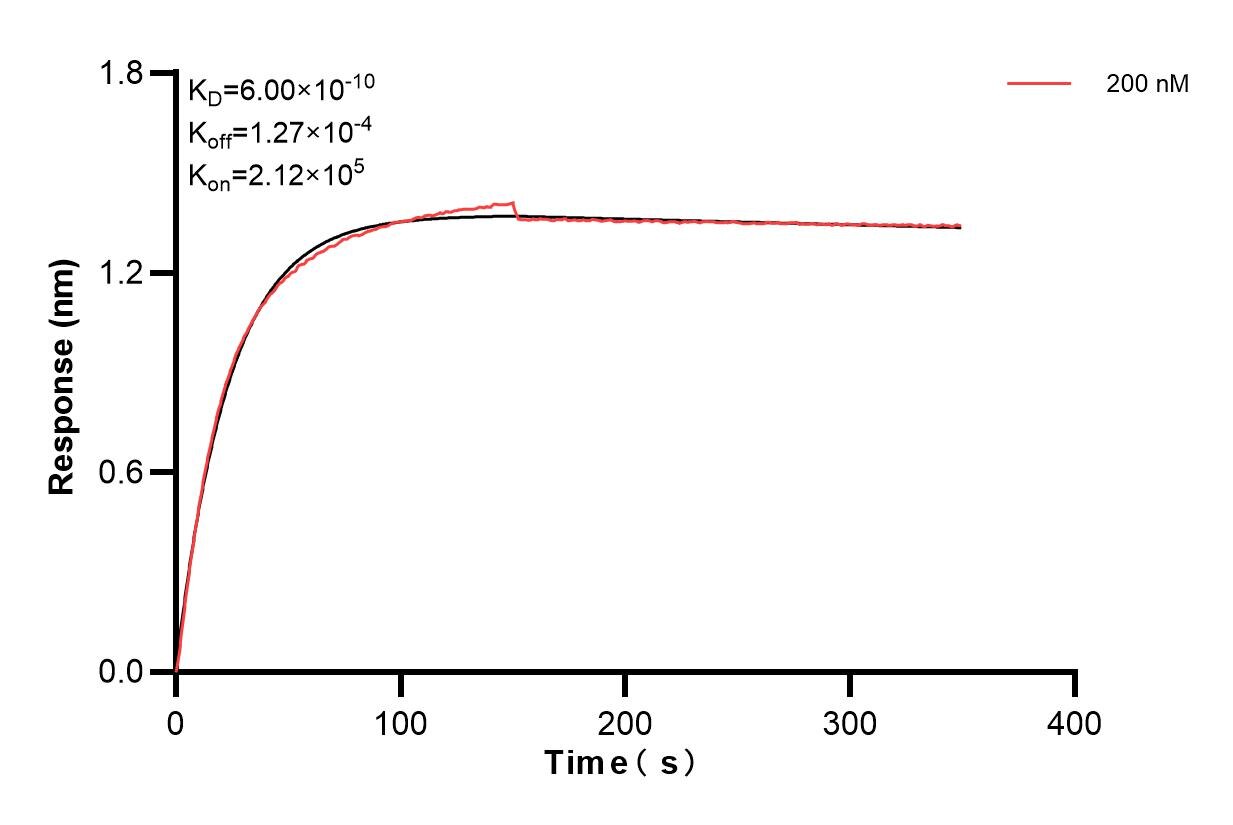 Biolayer interferometry (BLl) kinetic assay of 85143-6-PBS against Human GBE1 was performed. The affinity constant is 0.600 nM. Affinity and Kinetic Characterization of 85143-6-PBS