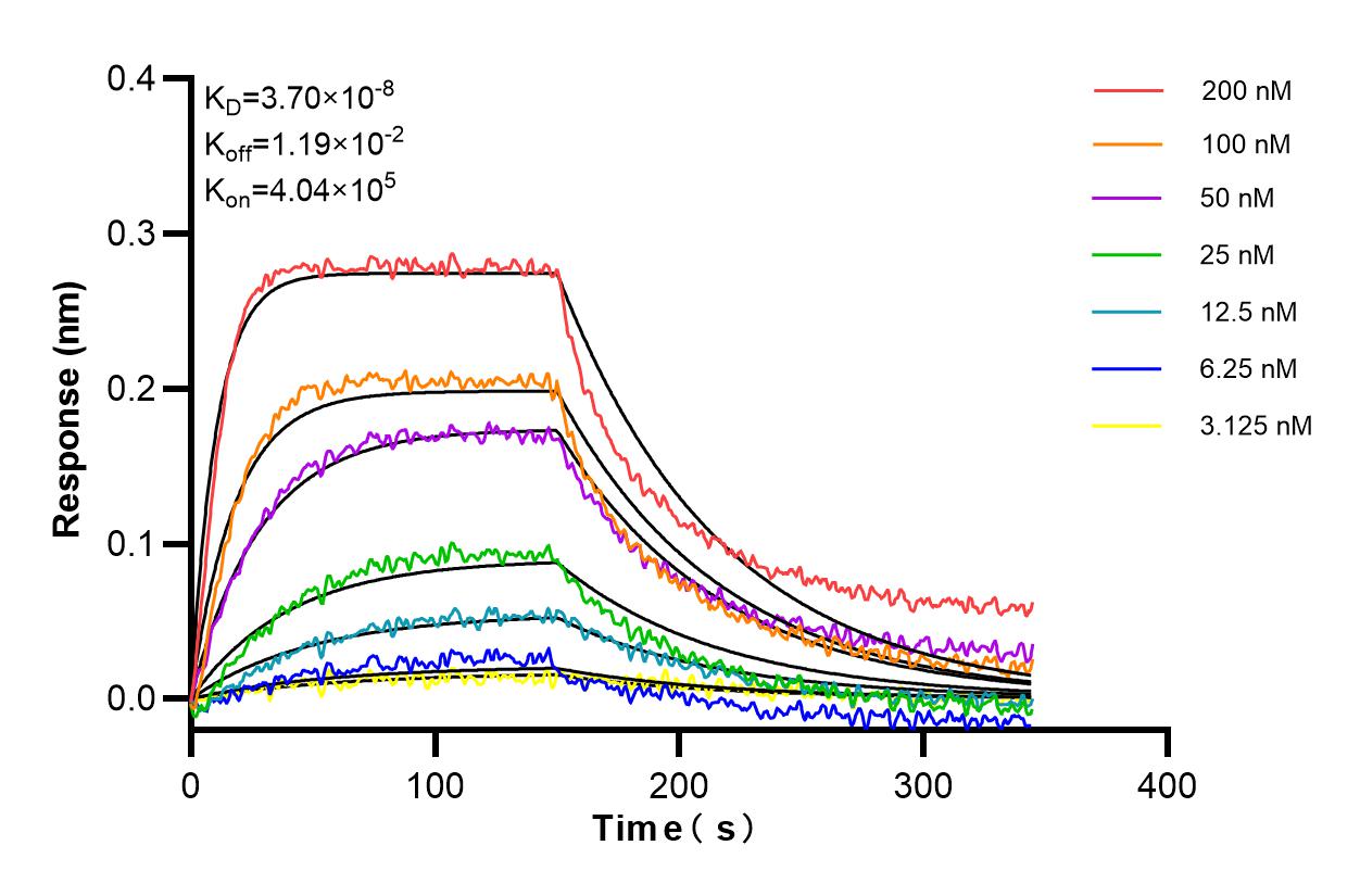 Affinity and Kinetic Characterization of 85145-3-RR