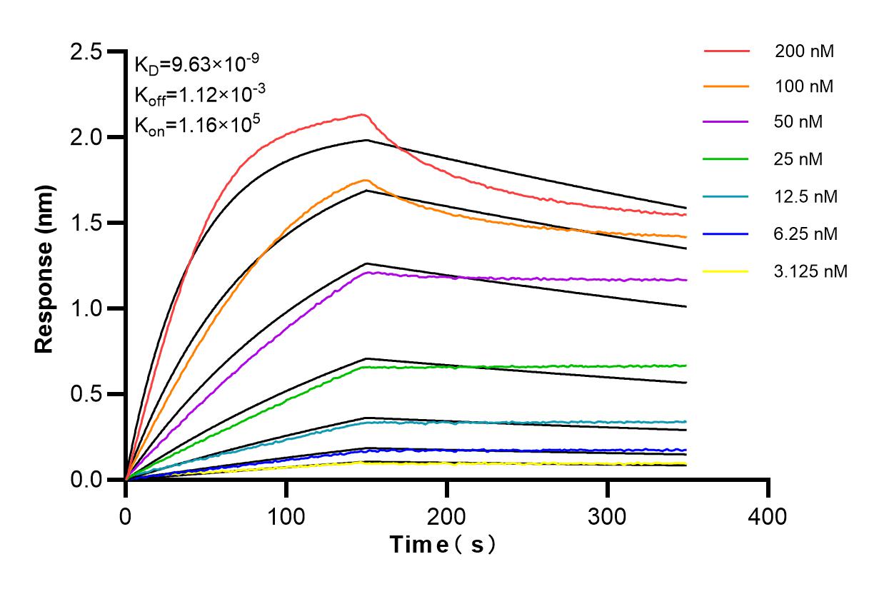 Affinity and Kinetic Characterization of 85147-3-RR
