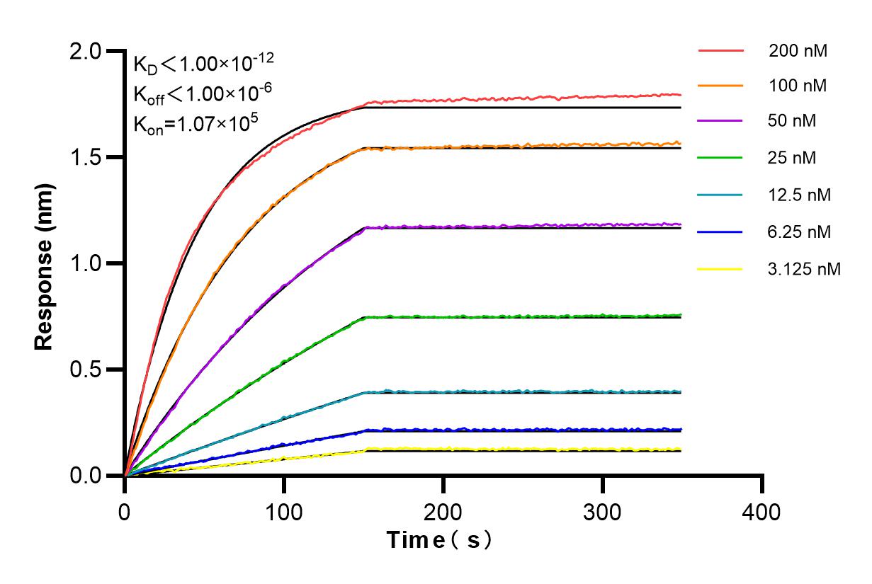 Affinity and Kinetic Characterization of 85148-1-RR