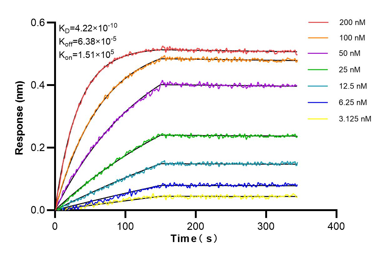 Affinity and Kinetic Characterization of 85150-4-RR