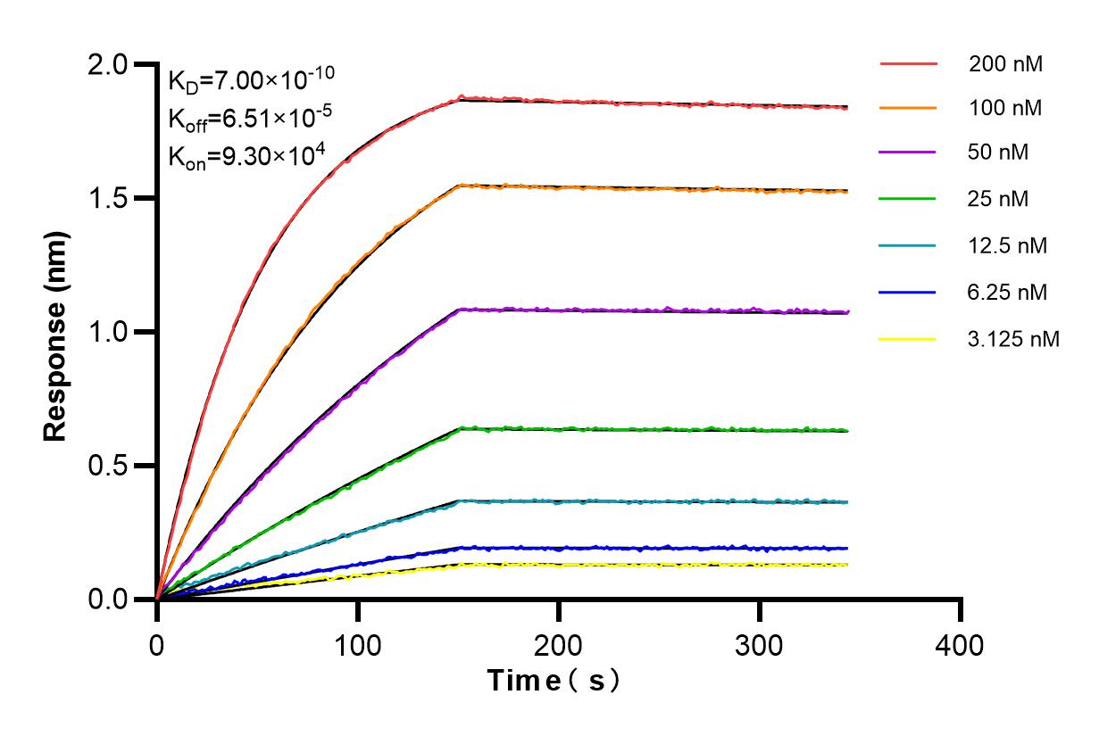 Affinity and Kinetic Characterization of 85153-3-RR
