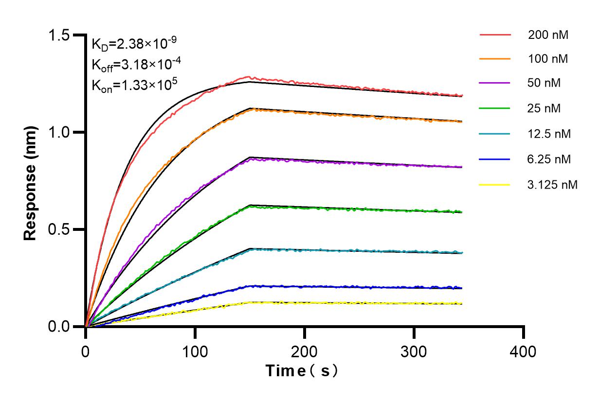 Affinity and Kinetic Characterization of 85154-4-RR