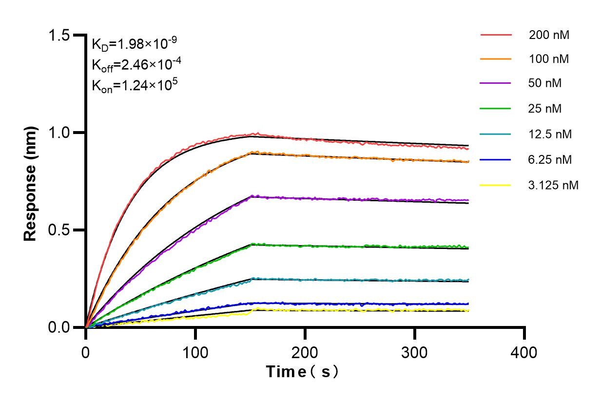 Affinity and Kinetic Characterization of 85156-5-RR