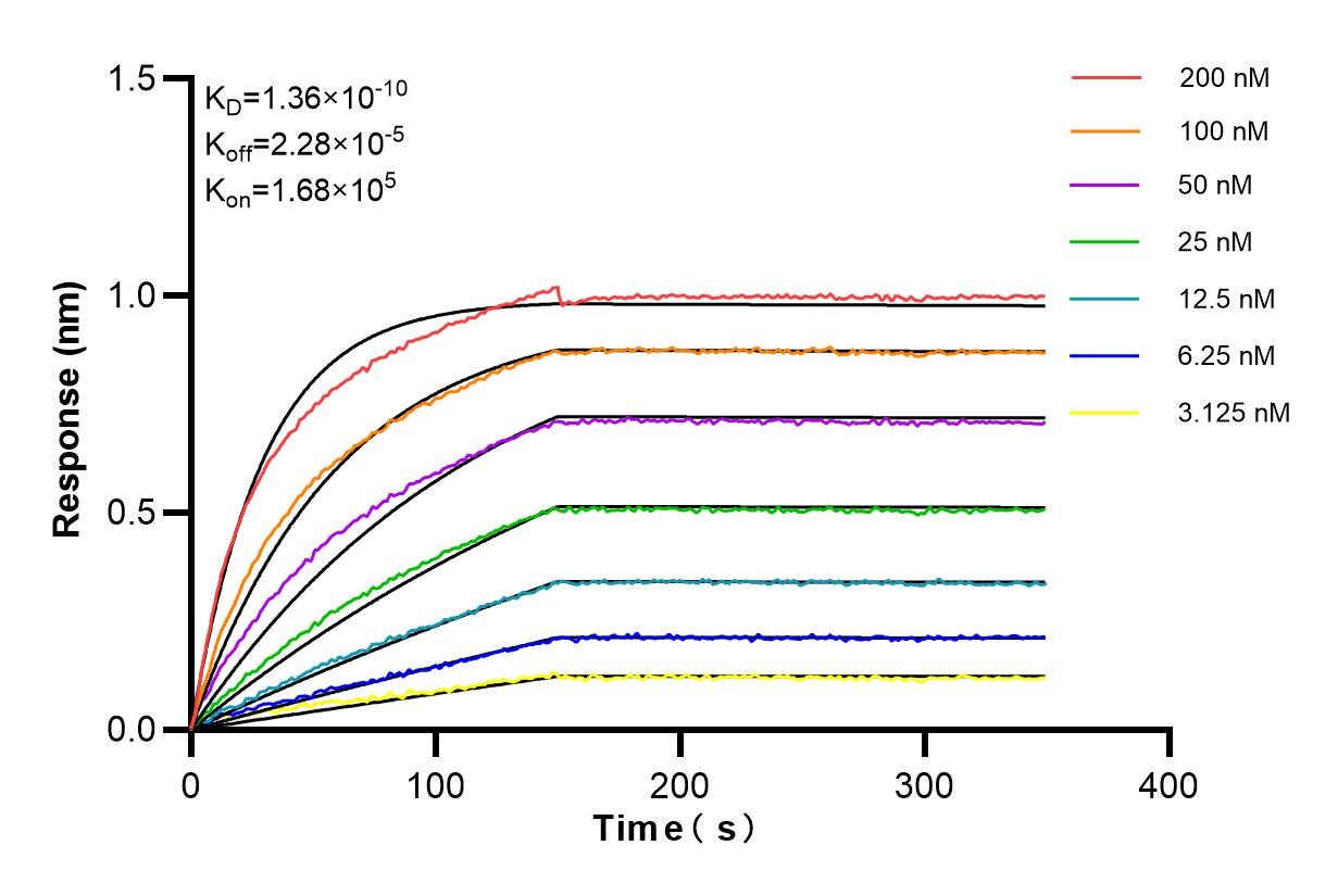 Affinity and Kinetic Characterization of 85160-1-RR