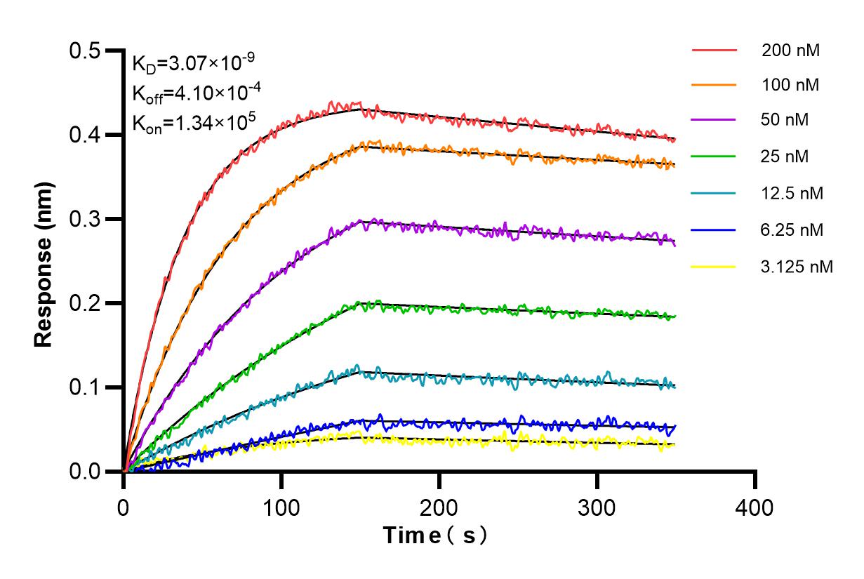 Affinity and Kinetic Characterization of 85162-4-RR