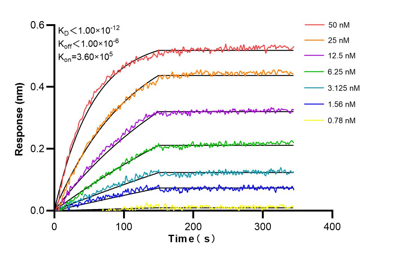 Biolayer interferometry (BLl) kinetic assays of 85163-5-RR against Mouse CD44 were performed. The affinity constant is below 1 pM. Affinity and Kinetic Characterization of 85163-5-RR