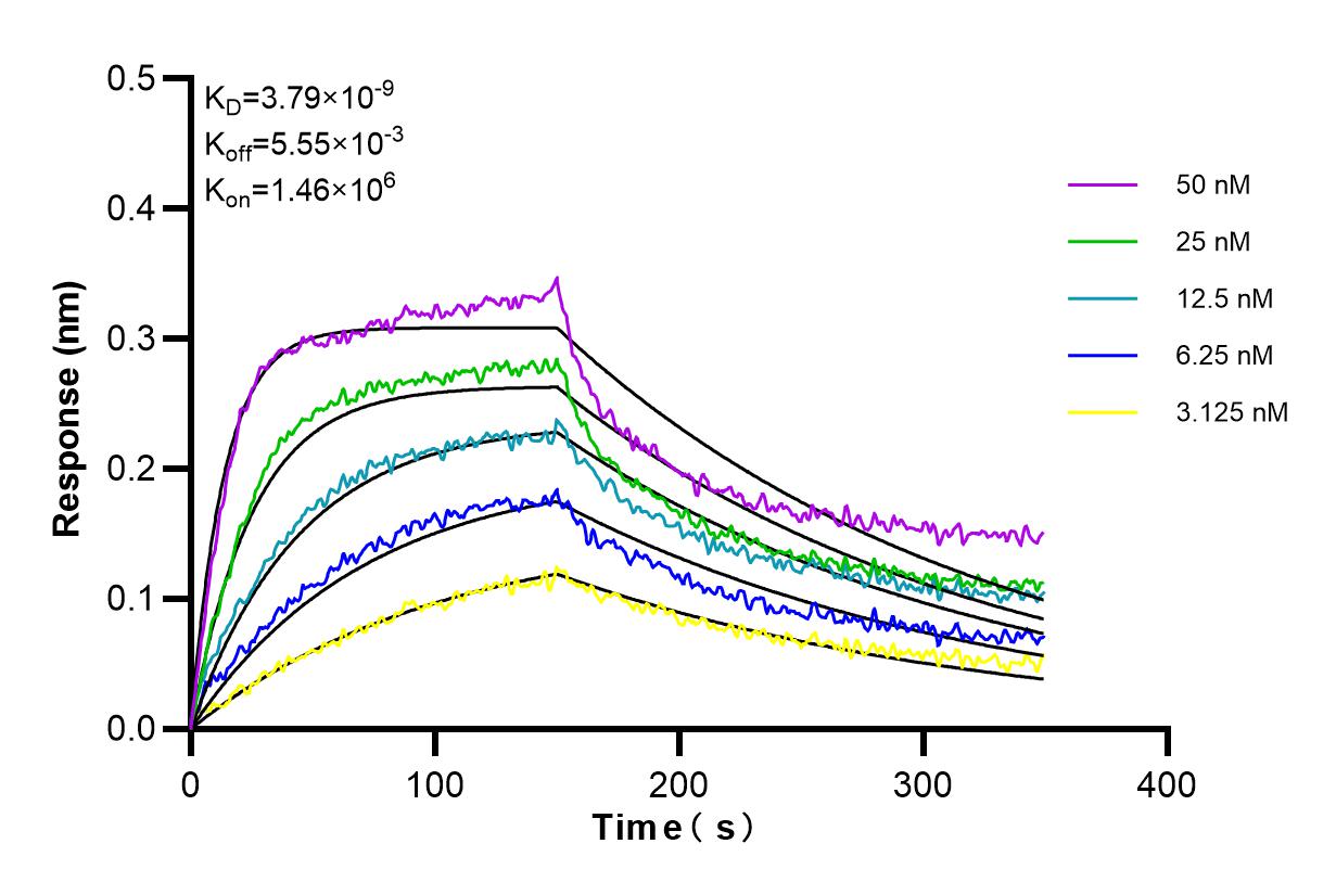 Affinity and Kinetic Characterization of 85168-1-RR