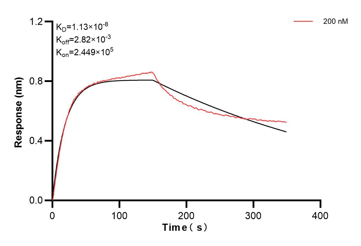 Biolayer interferometry (BLl) kinetic assay of 85177-4-PBS against Human HUWE1 was performed. The affinity constant is 11.3 nM. Affinity and Kinetic Characterization of 85177-4-PBS