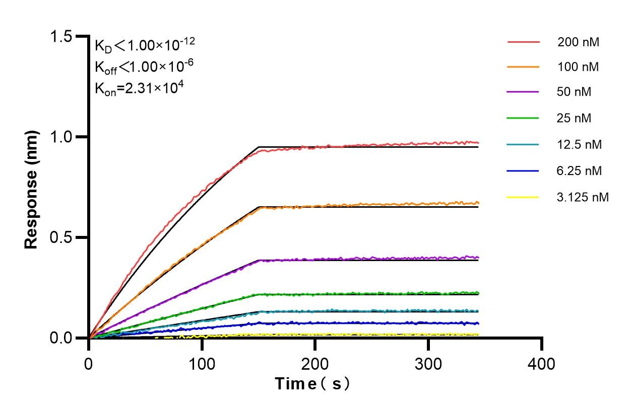 Affinity and Kinetic Characterization of 85180-3-RR