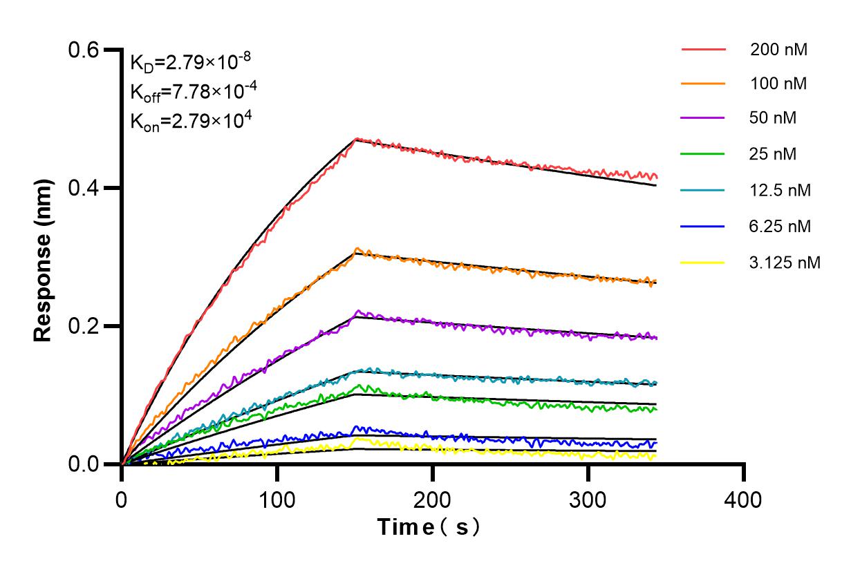 Affinity and Kinetic Characterization of 85184-5-RR
