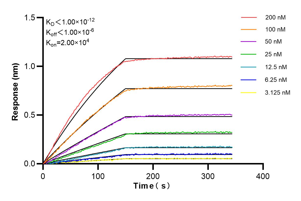 Affinity and Kinetic Characterization of 85185-4-RR