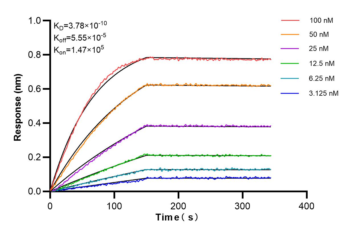 Affinity and Kinetic Characterization of 85187-1-RR