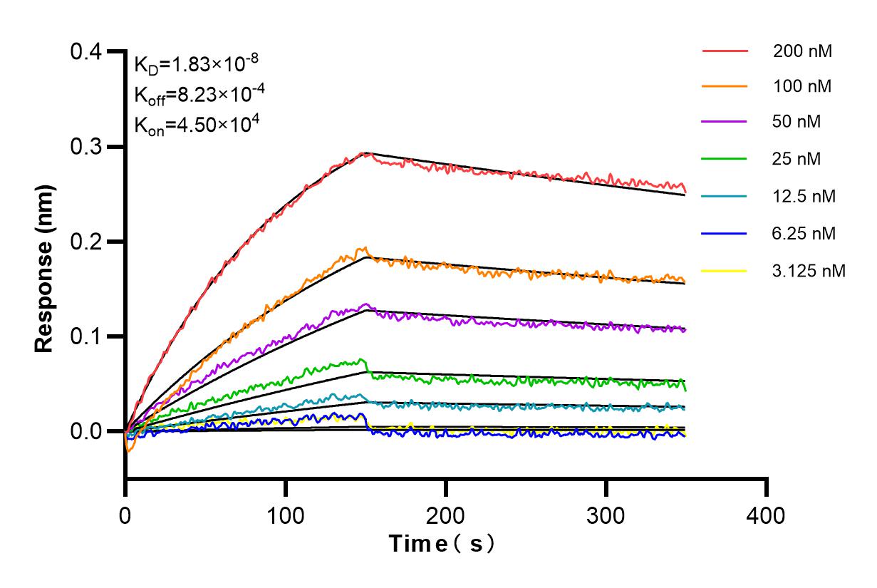 Affinity and Kinetic Characterization of 85190-1-RR