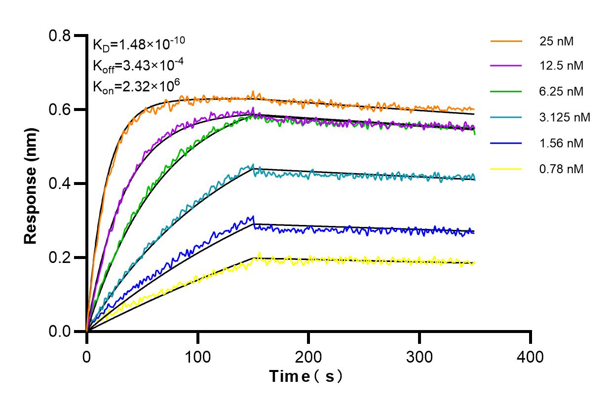 Affinity and Kinetic Characterization of 85192-1-RR