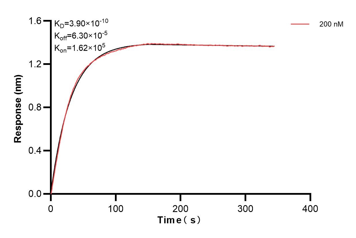 Affinity and Kinetic Characterization of 85210-1-PBS Affinity and Kinetic Characterization of 85210-1-PBS