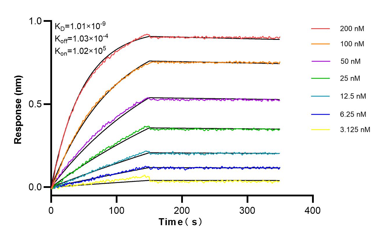 Affinity and Kinetic Characterization of 85210-5-RR