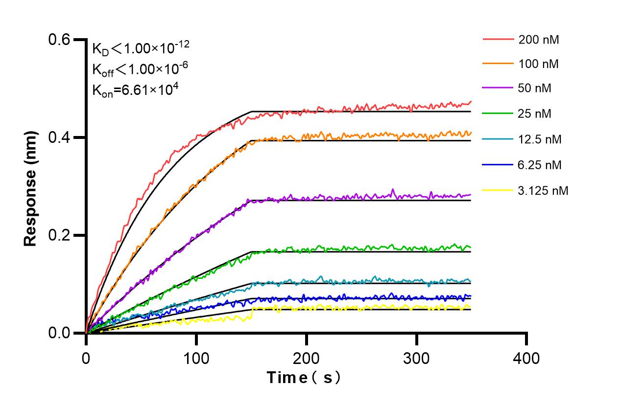 Biolayer interferometry (BLl) kinetic assays of 85212-2-RR against Human TRX2/TXN2 were performed. The affinity constant is below 1 pM. Affinity and Kinetic Characterization of 85212-2-RR