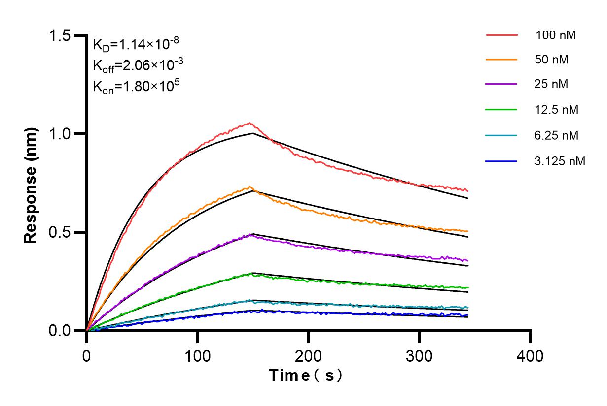 Affinity and Kinetic Characterization of 85217-4-RR