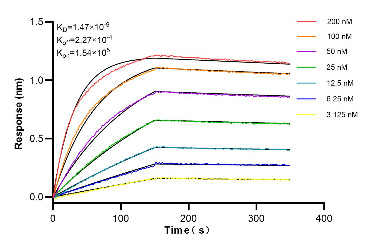 Affinity and Kinetic Characterization of 85220-5-RR