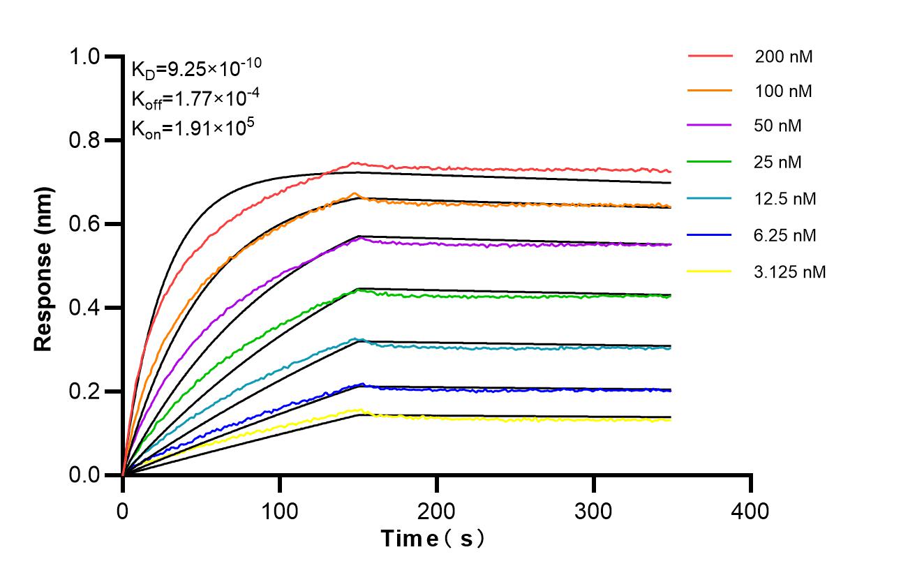 Affinity of 85245-6-RR Affinity of 85245-6-RR