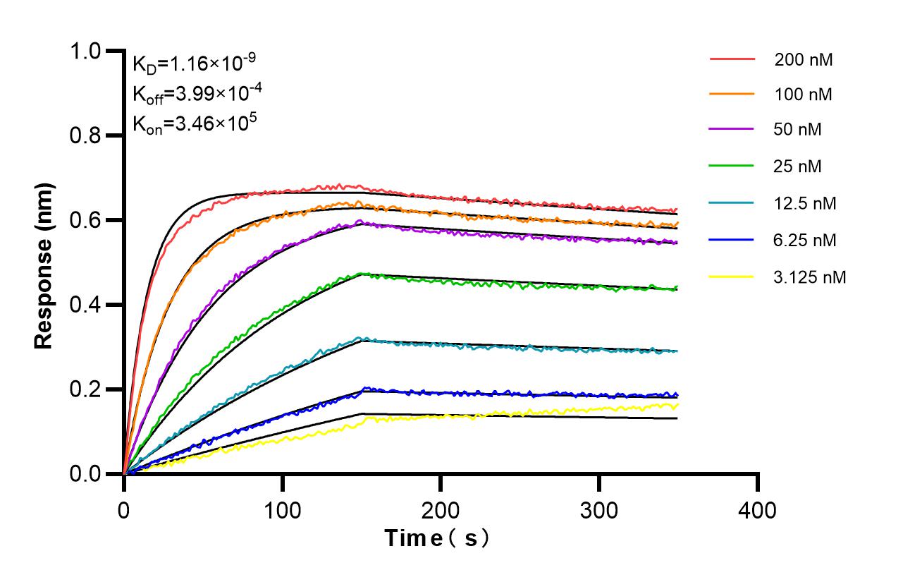 Biolayer interferometry (BLl) kinetic assays of 85256-4-RR against Human COL4A1 were performed. The affinity constant is 1.16 nM. Affinity and Kinetic Characterization of 85256-4-RR