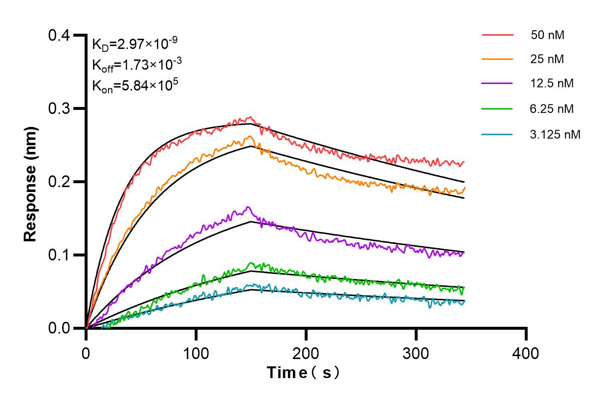 Affinity and Kinetic Characterization of 85308-2-RR