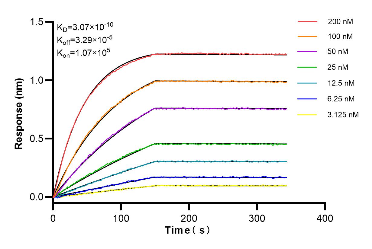 Affinity and Kinetic Characterization of 85331-1-RR