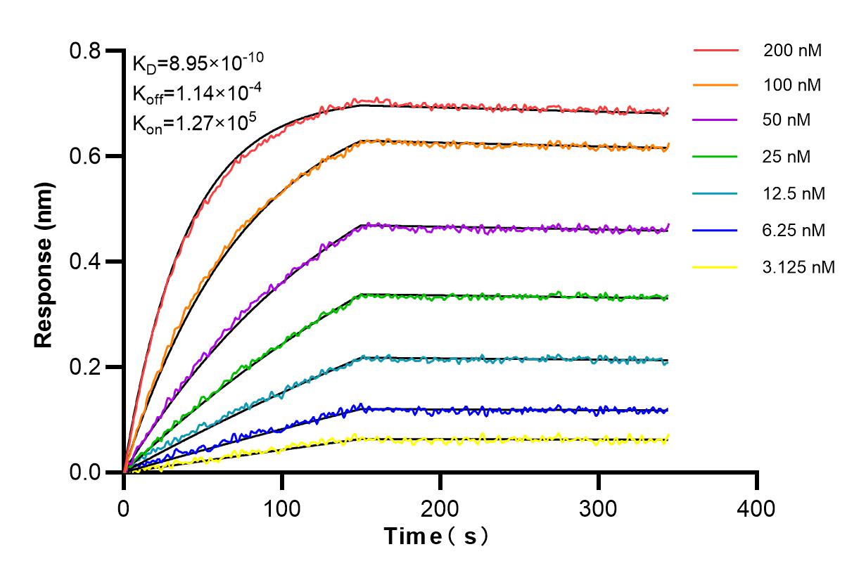 Affinity and Kinetic Characterization of 85332-2-RR