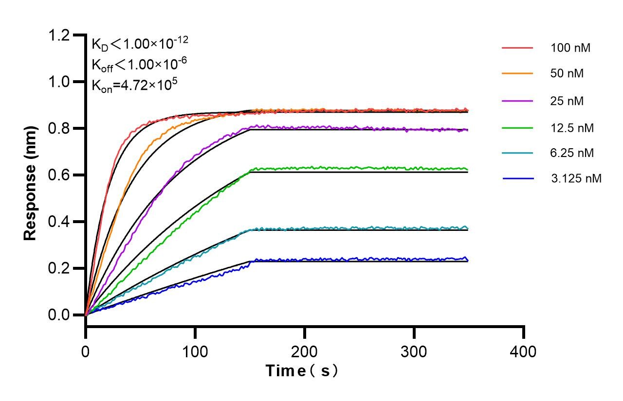 Affinity and Kinetic Characterization of 85336-1-RR