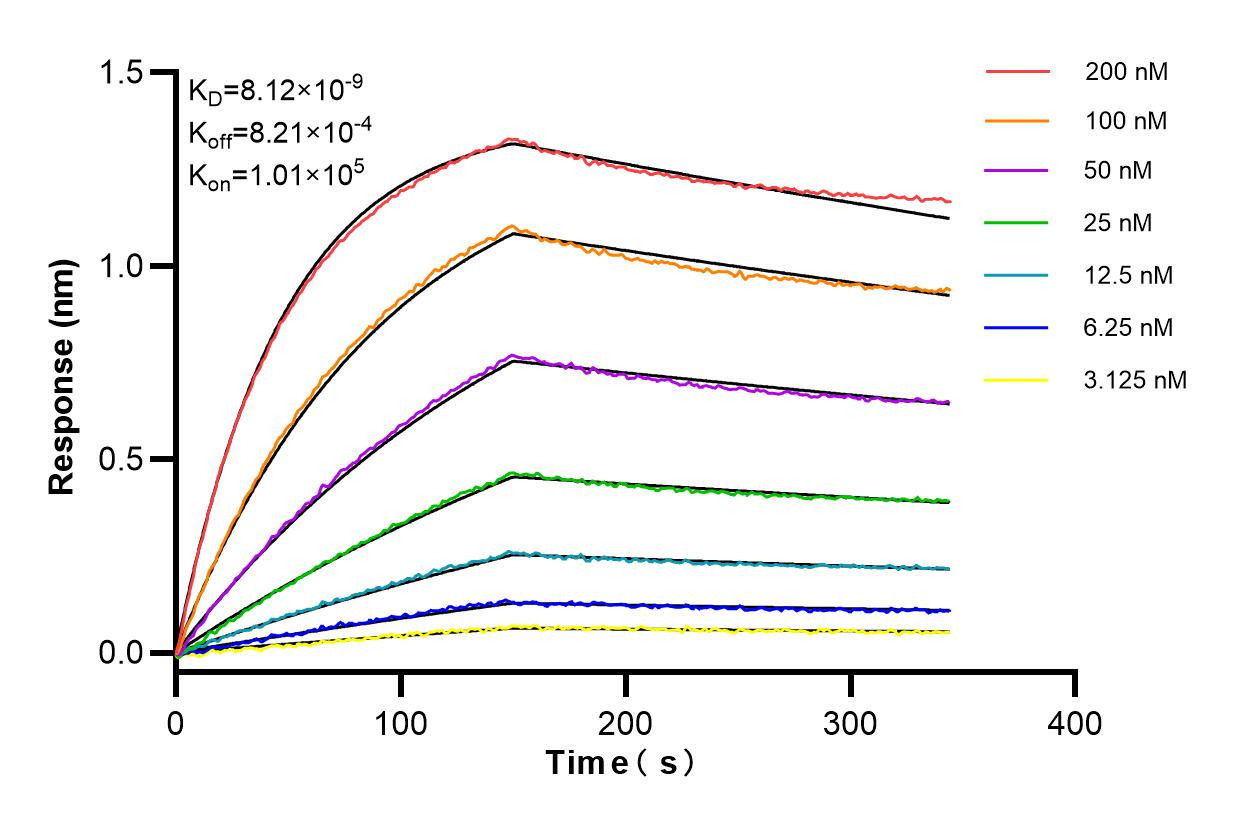 Affinity and Kinetic Characterization of 85346-1-RR