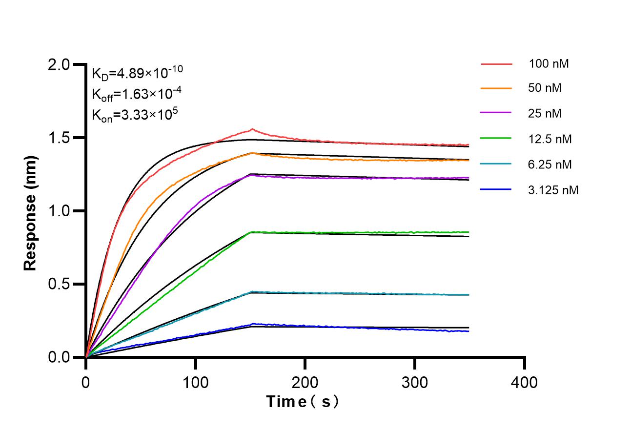 Affinity of 85349-1-RR
