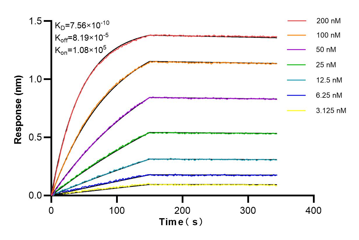 Affinity and Kinetic Characterization of 85357-1-RR