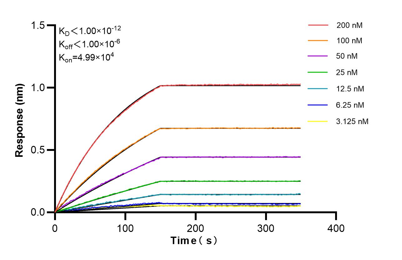 Biolayer interferometry (BLl) kinetic assays of 85374-1-RR against Human P4HA3 were performed. The affinity constant is below 1 pM. Affinity of 85374-1-RR