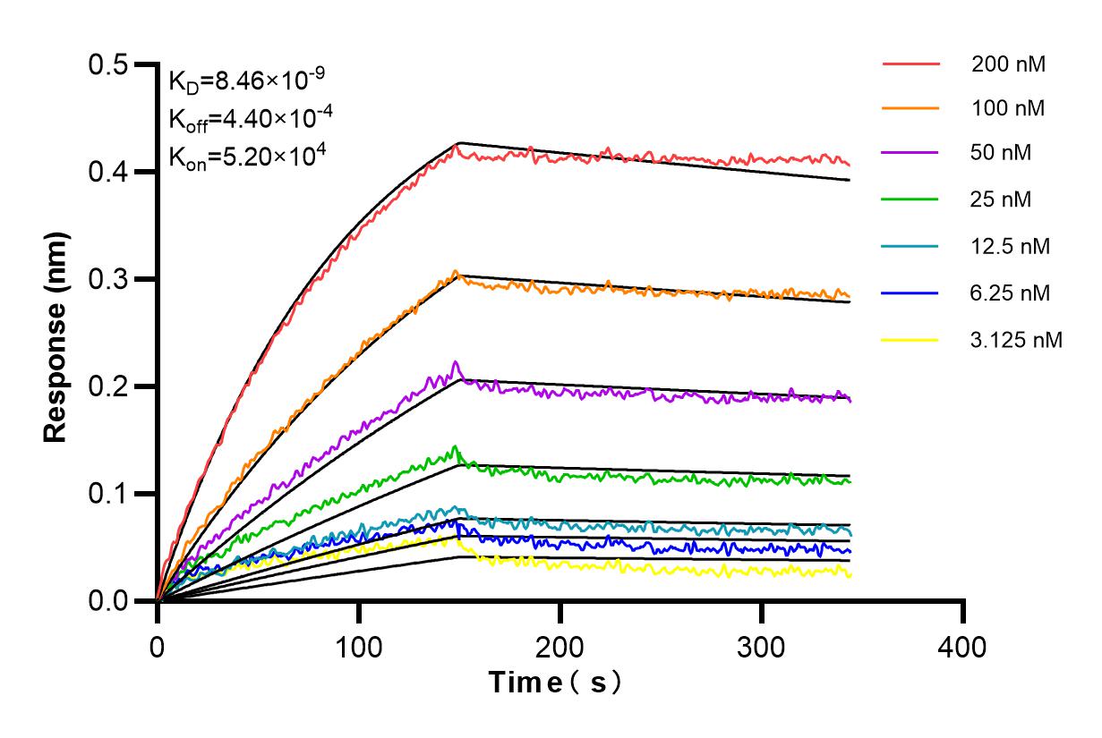 Affinity and Kinetic Characterization of 85386-1-RR