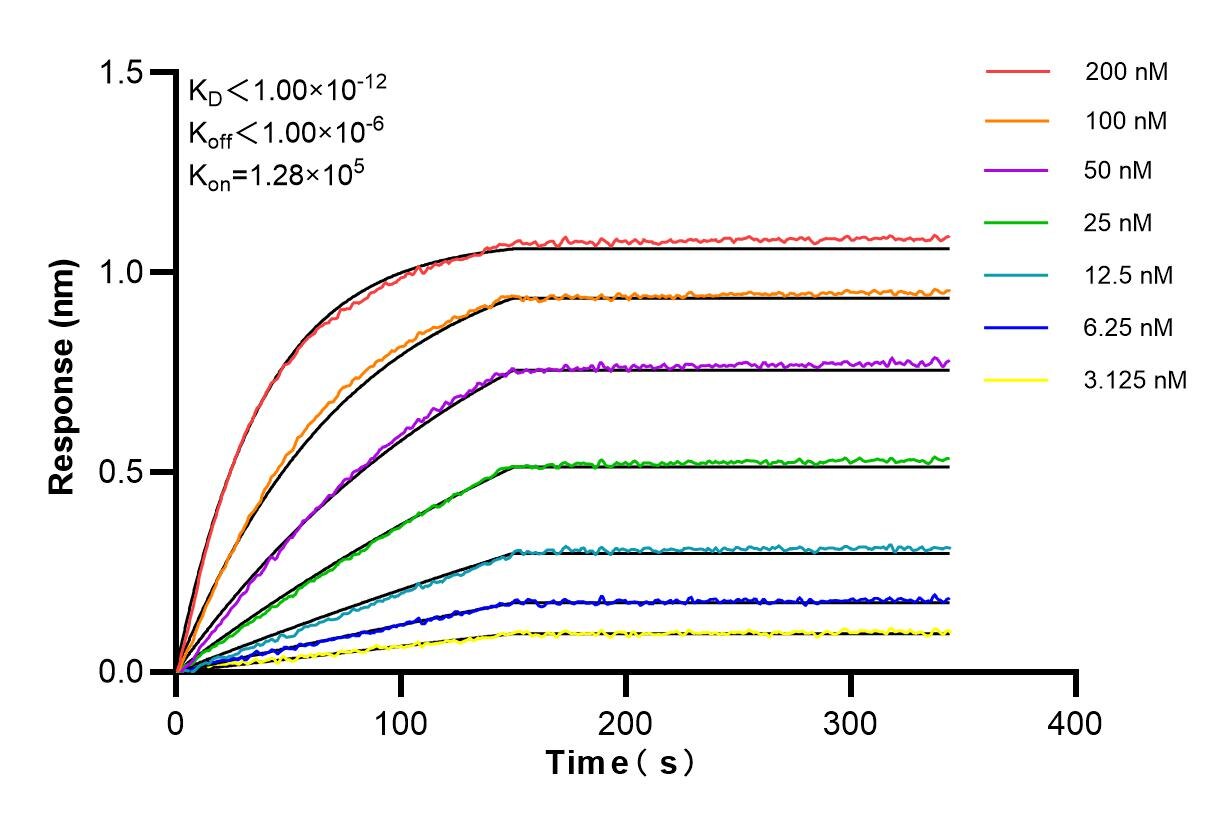 Affinity and Kinetic Characterization of 85388-1-RR