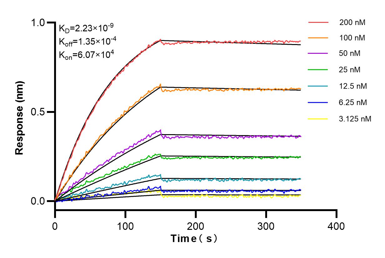 Affinity and Kinetic Characterization of 85390-1-RR