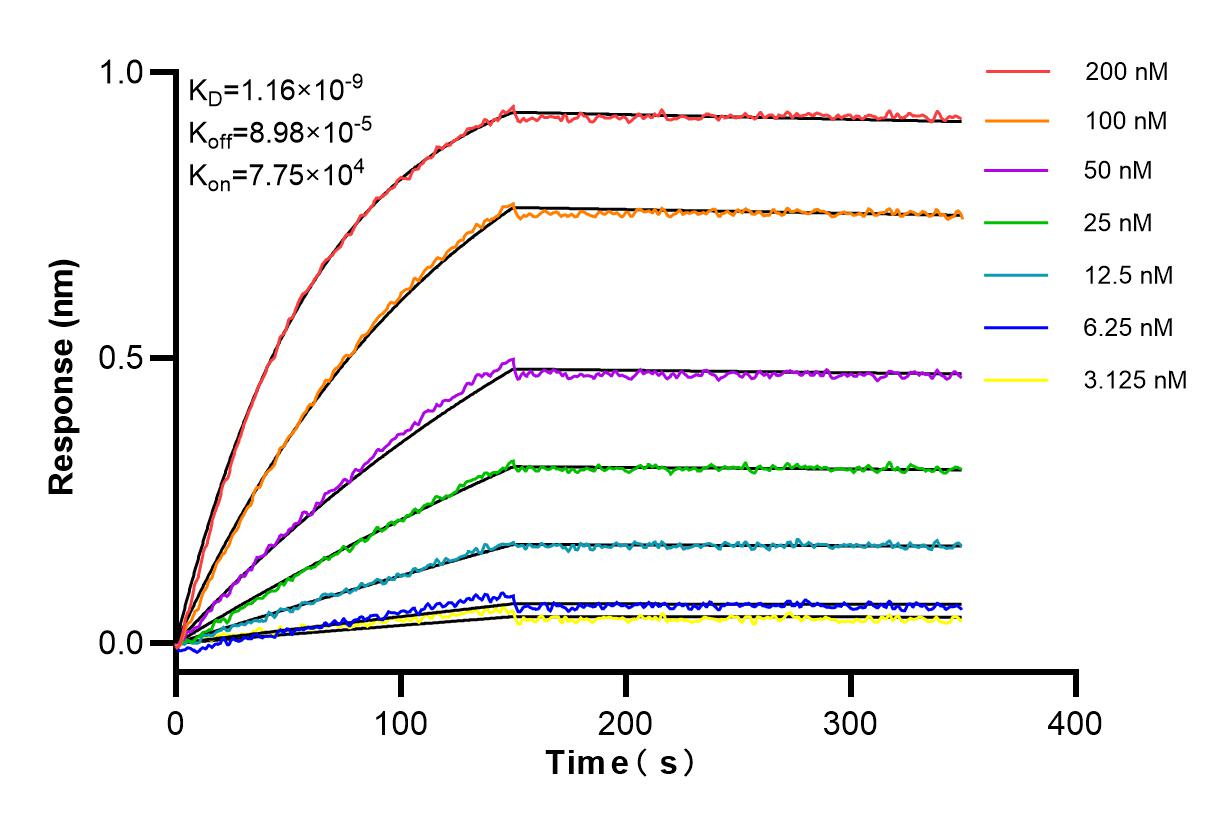 Affinity and Kinetic Characterization of 85390-2-RR