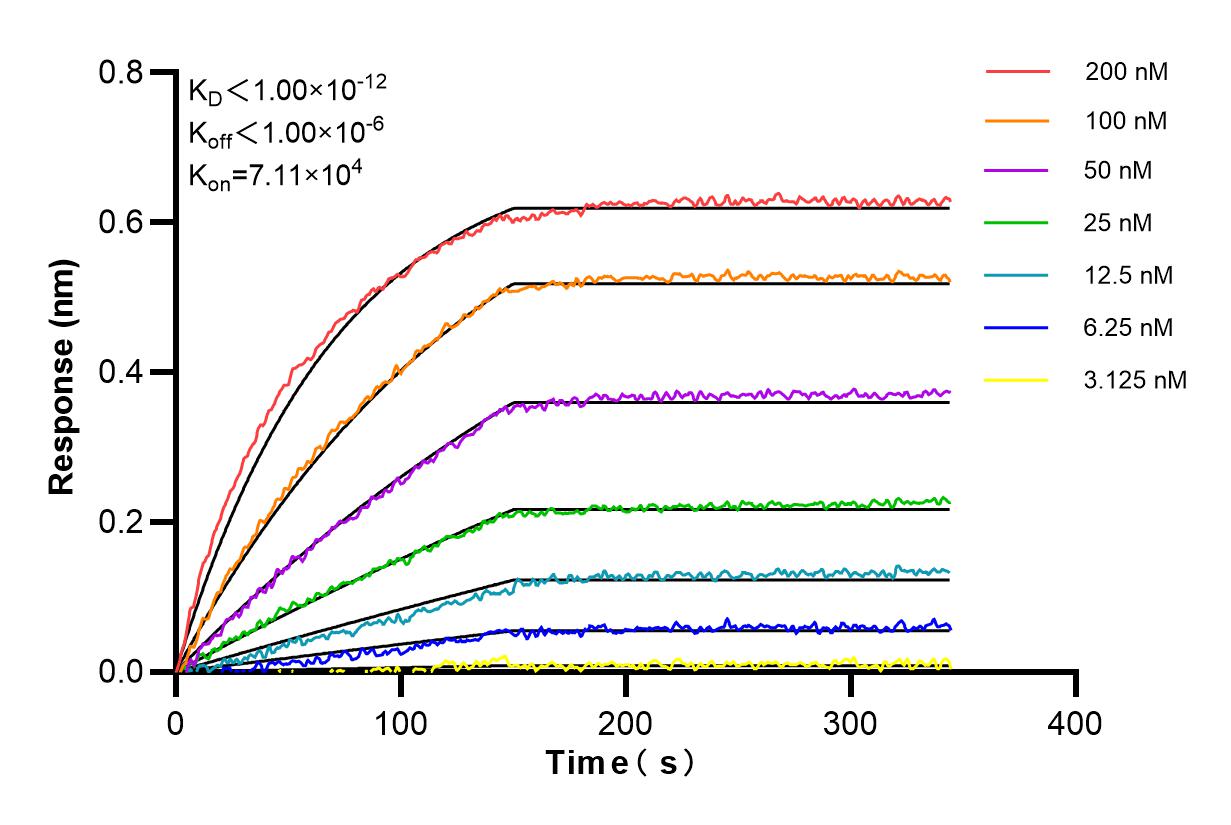 Affinity and Kinetic Characterization of 85395-1-RR