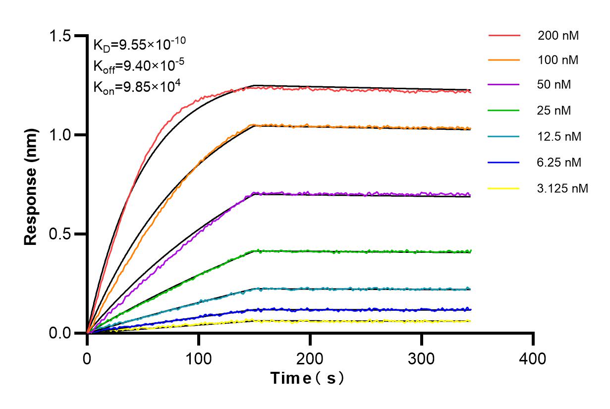 Affinity and Kinetic Characterization of 85402-1-RR
