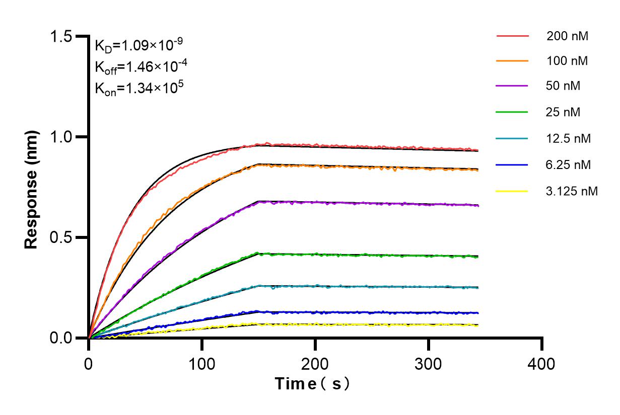 Affinity and Kinetic Characterization of 85403-1-RR