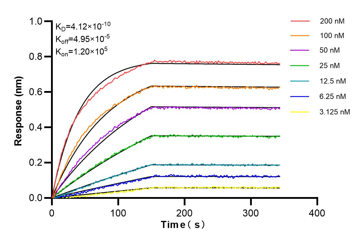 Affinity and Kinetic Characterization of 85404-4-RR