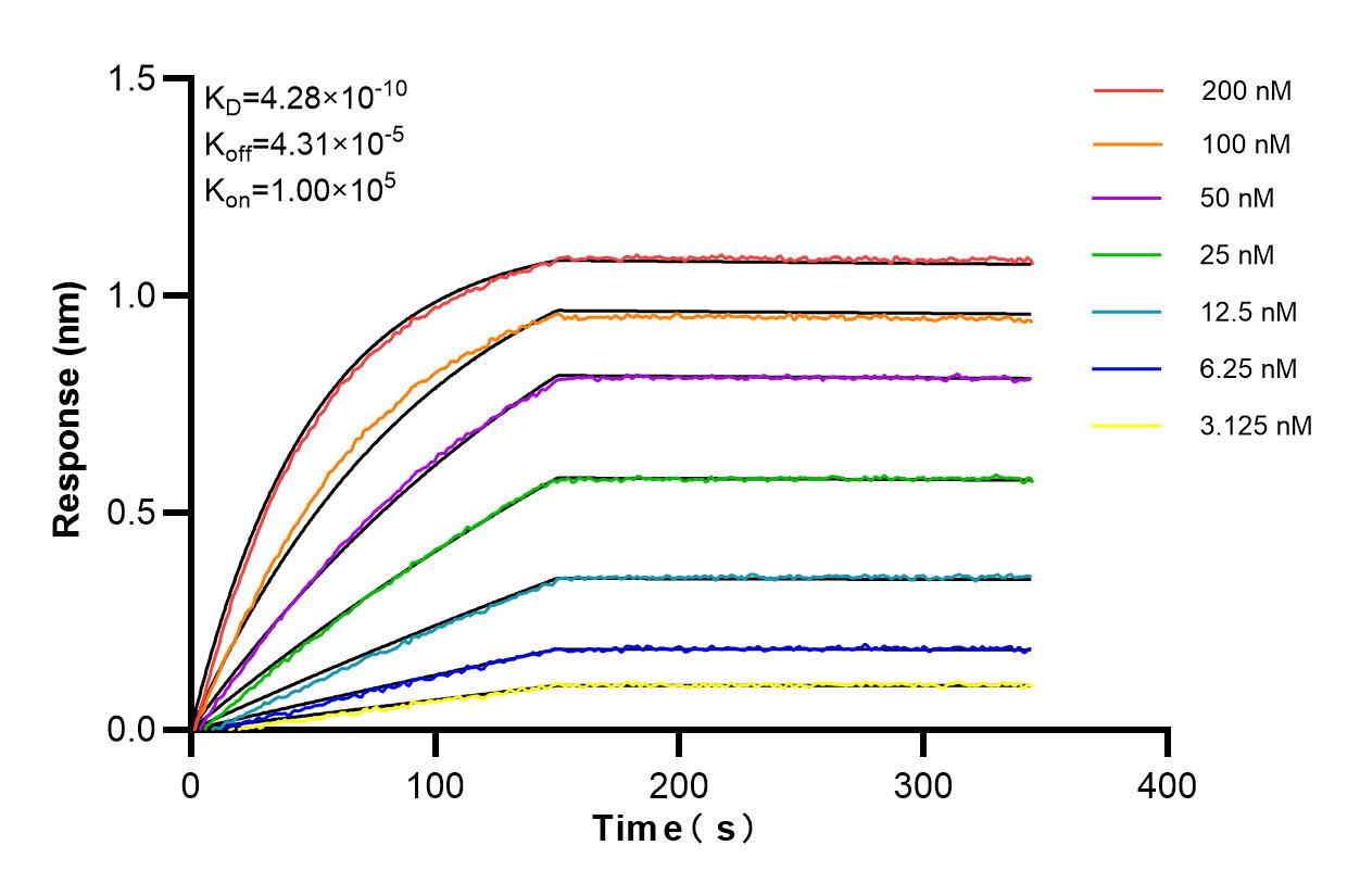 Affinity and Kinetic Characterization of 85406-3-RR