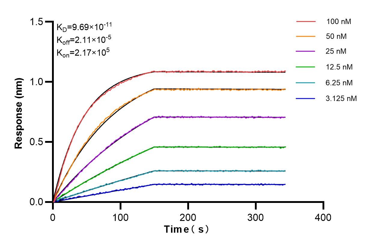 Biolayer interferometry (BLl) kinetic assays of 85408-5-RR against Human PARN were performed. The affinity constant is 96.9 pM. Affinity and Kinetic Characterization of 85408-5-RR