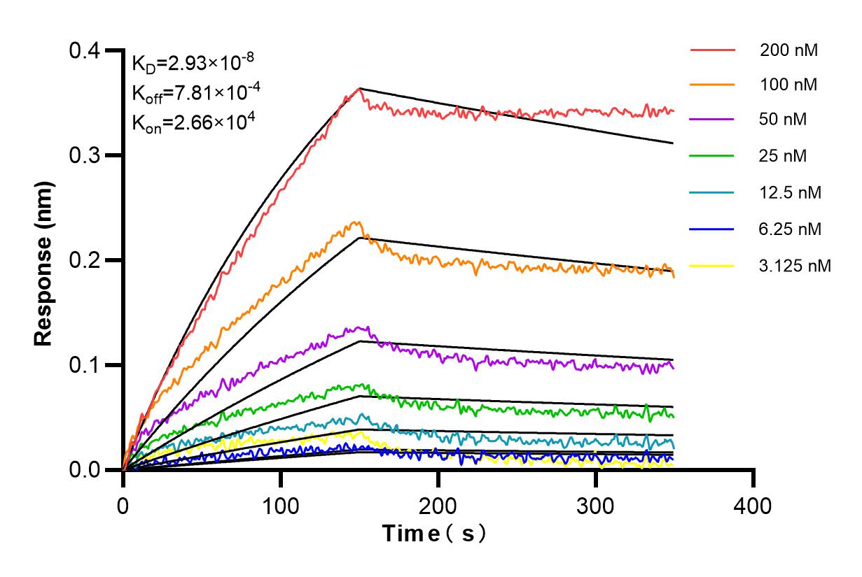 Affinity and Kinetic Characterization of 85421-1-RR