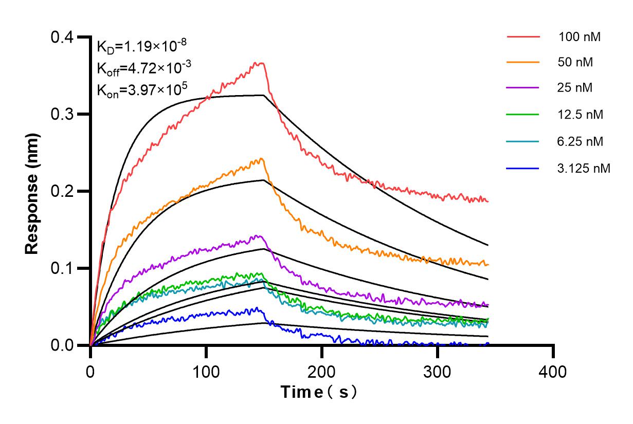 Affinity and Kinetic Characterization of 85422-1-RR
