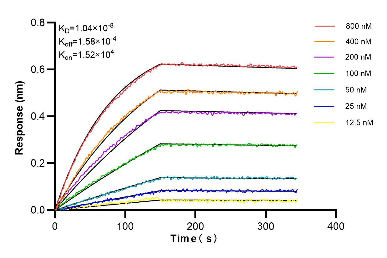 Affinity and Kinetic Characterization of 85423-3-RR