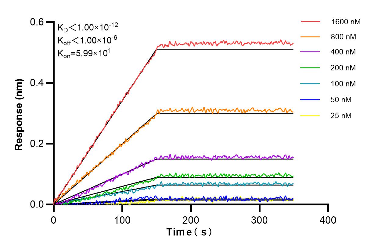 Affinity and Kinetic Characterization of 85424-1-RR