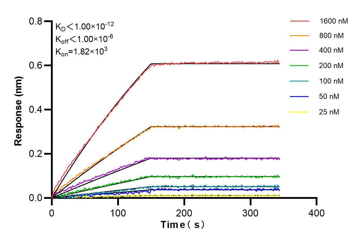 Affinity and Kinetic Characterization of 85424-1-RR