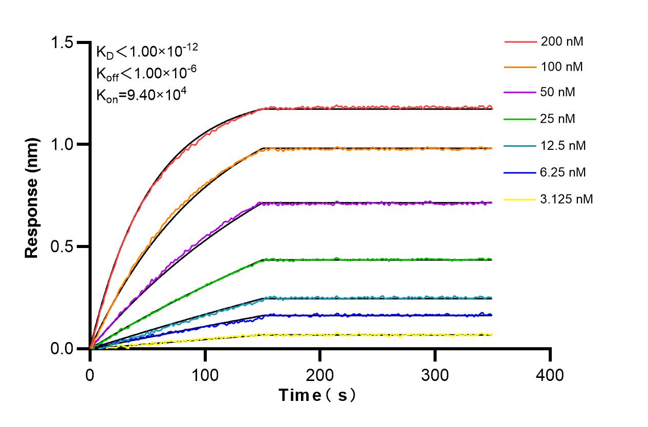 Affinity and Kinetic Characterization of 85426-2-RR